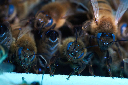 Celebrating World Honey Bee Day: Honoring the Buzzing Heroes