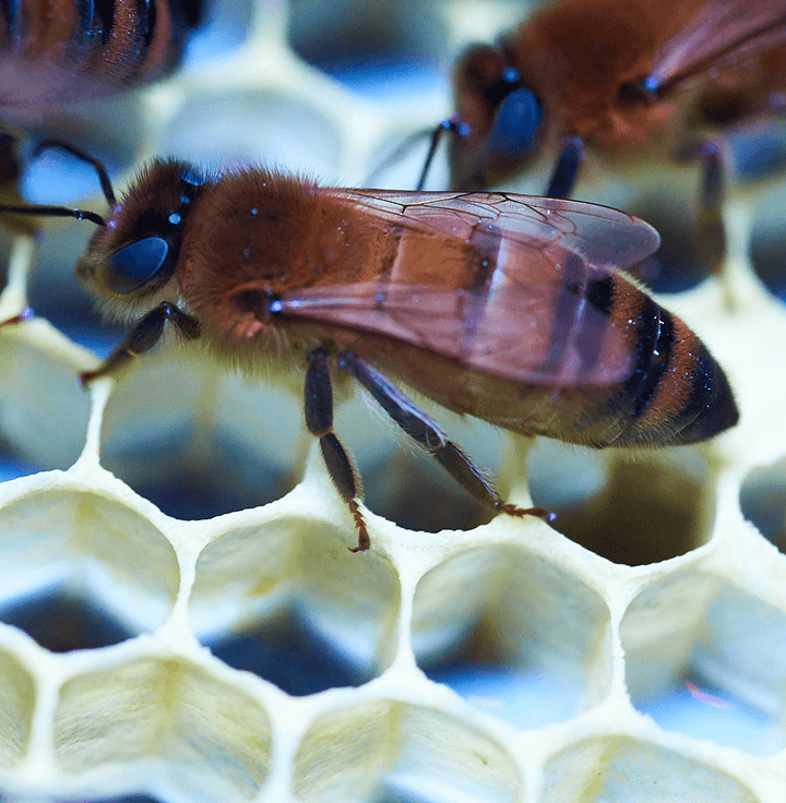 Bees on pita