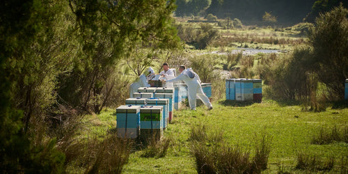 Insights into a new era of wellness: the next evolution of Mānuka Health has arrived