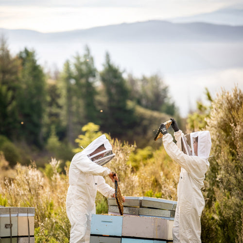 Two people in white beekeeping suits with veiled faces tend beehives outdoors in a field, with trees and mountains blurred in the background.
